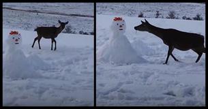 Snowman Appears On Deer's Path - The Deer's Response Has The Internet Rolling With Laughter Snowman Appears On Deer's Path - The Deer's Response Has The Internet Rolling With Laughter