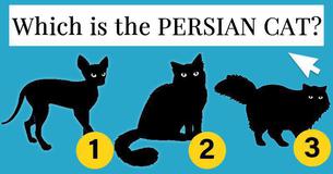 Only 1 In 15 Real Cat Lovers Can Recognize All Of These Cat Breeds Only 1 In 15 Real Cat Lovers Can Recognize All Of These Cat Breeds