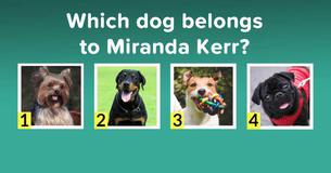 Can You Pair These Cute Dogs With Their Celebrity Owners? Can You Pair These Cute Dogs With Their Celebrity Owners?