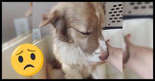 Woman Films Sweet Moment Rescue Dog Learns To Trust Human Touch Woman Films Sweet Moment Rescue Dog Learns To Trust Human Touch