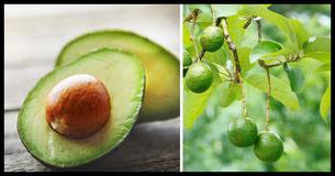 5 Steps To Growing An Avocado Tree At Home 5 Steps To Growing An Avocado Tree At Home