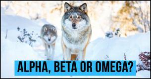 What Rank in a Wolf Pack Would You Be? What Rank in a Wolf Pack Would You Be?