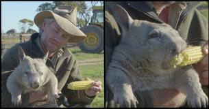 Meet Pete The Wombat. The Way He Eats Corn Is All Of Us At A Cookout Meet Pete The Wombat. The Way He Eats Corn Is All Of Us At A Cookout