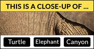 1/47 People Can Identify These Close-Up Images 1/47 People Can Identify These Close-Up Images