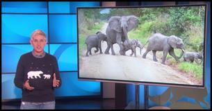 When You Hear Why Ellen Degeneres Is Fighting For Elephants You Will Want To Join Her Too When You Hear Why Ellen Degeneres Is Fighting For Elephants You Will Want To Join Her Too