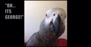 The Hilarious Moment When Parrot Recognizes Himself In Smart Phone The Hilarious Moment When Parrot Recognizes Himself In Smart Phone