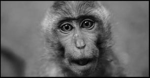 What Is Your Animal Personality? What Is Your Animal Personality?