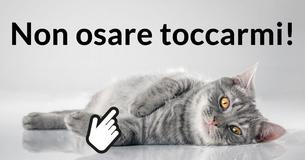 Saresti in grado di occuparti di un gatto? Saresti in grado di occuparti di un gatto?
