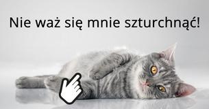 Czy potrafiłbyś/abyś zaopiekować się kotem? Czy potrafiłbyś/abyś zaopiekować się kotem?