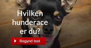 Hvilken hunderace er du? Hvilken hunderace er du?