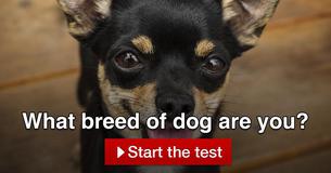 What breed of dog are you? What breed of dog are you?