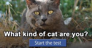 What kind of cat are you? What kind of cat are you?