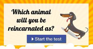 Which animal will you be reincarnated as? Which animal will you be reincarnated as?