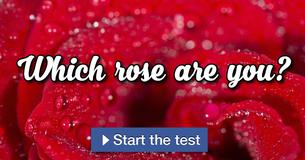 Which rose are you? Which rose are you?