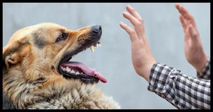 Can We Guess What Kind of Dog You Have After These 10 Personality Questions? Can We Guess What Kind of Dog You Have After These 10 Personality Questions?