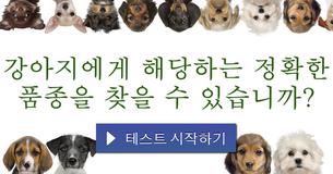 강아지에게 해당하는 정확한 품종을 찾을 수 있습니까? 강아지에게 해당하는 정확한 품종을 찾을 수 있습니까?