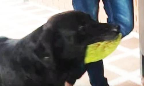 Dog Pays With A Leaf Everytime He Wants To Buy Cookies For Himself At The Store