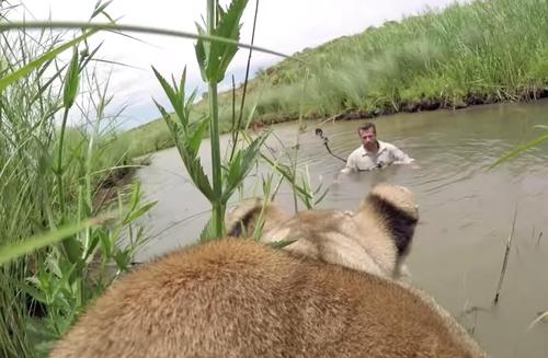 Man Who Rescued Two Lion Cubs Seven Years Ago Returns And Meets Them Face To Face