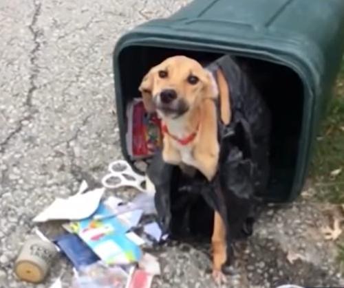 Une femme jette son chien à la poubelle pour déménager dans un