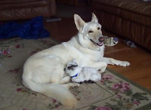 Un Bebe Chevre Croit Qu Un Berger Allemand Est Sa Mere