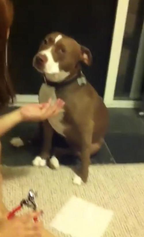 Pitbull Tauscht Ohnmachtsanfalle Vor Um Dem Kurzen Der Krallen Zu Entgehen