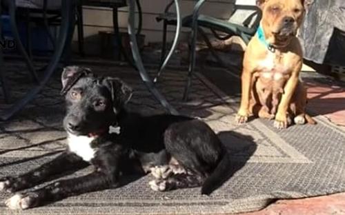 Two Fearful Pit Bulls Huddled Together At Shelter On Their Way To Better  Future