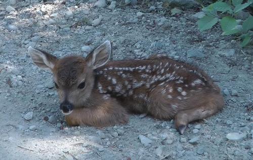 Image result for Lonely baby deer mistakes logger for her mom
