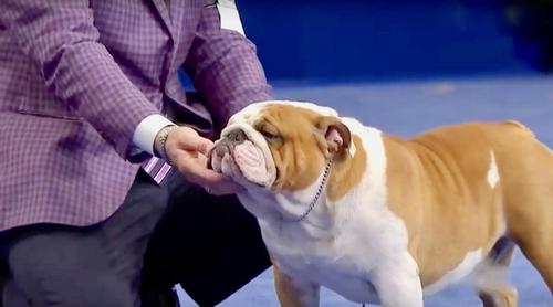 Droll English Bulldog Best In Show 2019