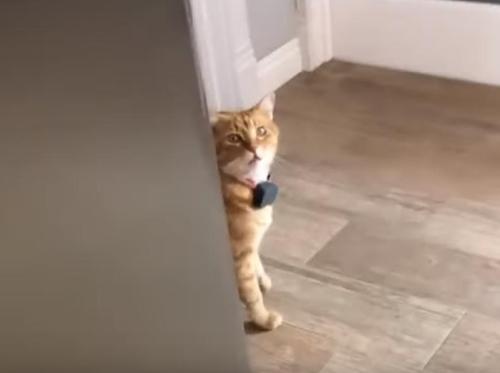 Cat Sees Owner And Says Well Hi In A Southern Accent