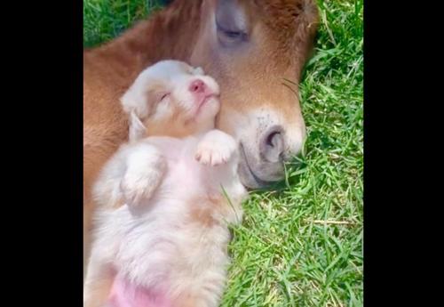 Pup And Foal Snuggle Together Before Taking Nap