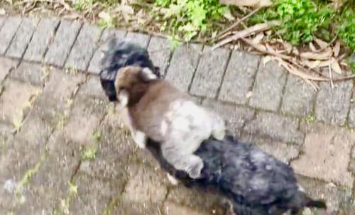 Ce Bebe Koala Confond Un Chien Avec Sa Mere