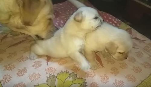 Labrador Pups Get Disciplined By Their Mother After They Start A Fight