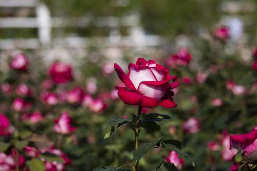 Una rosa rara ha petali sia rossi che bianchi e può illuminare il giardino  di chiunque