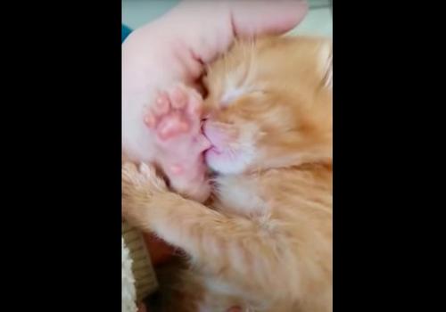 Un Petit Chaton Suce Son Pouce Comme Un Bebe Humain Pendant Son Sommeil