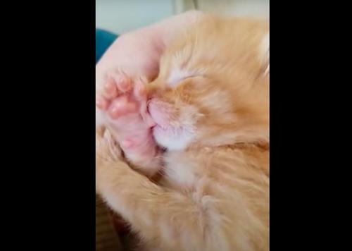 Un Petit Chaton Suce Son Pouce Comme Un Bebe Humain Pendant Son Sommeil