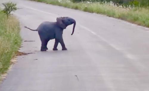 Cute Baby Elephant Is Chasing Swallows Around Street In National Park