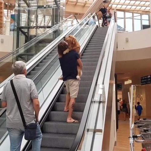 Golden Retriever Terrified Of Escalators Has Owner Hoist Him Up On His ...