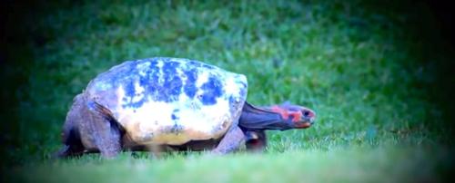 Tortoise burned in fire gets custom 3D printed shell