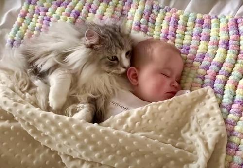 Un Geant Maine Coon Dort Pres D Un Bebe Dans Une Video Emouvante