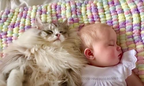 Un Geant Maine Coon Dort Pres D Un Bebe Dans Une Video Emouvante