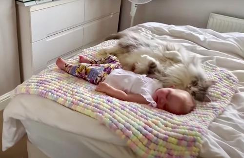 Un Geant Maine Coon Dort Pres D Un Bebe Dans Une Video Emouvante