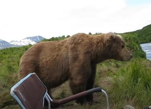 orso-bruno-selvatico-si-siede-vicino-a-un-uomo-e-alla-sua-sedia-da