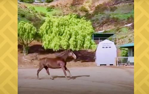 Left Alone By Mom Wild Horse Becomes Buddies With Donkey In Sanctuary