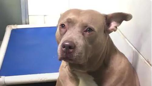 Pit Bull Filmed 'Crying' At Shelter After She Was Used For Breeding And Was  Abandoned