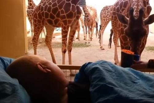 Giraffe Gives Terminally Ill Zoo Keeper Final Kiss Goodbye