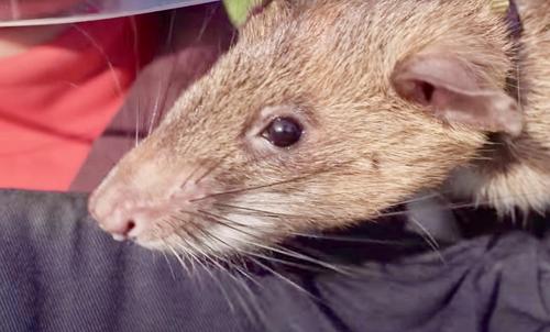 Giant African Pouched Rat Receives A Gold Medal For Detecting Landmines ...