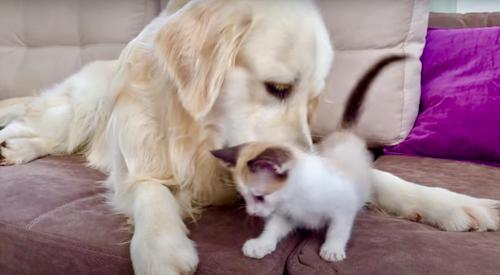 Un Golden Retriever Pelucheux Et Un Adorable Bebe Chat Jouent Ensemble Pour La Premiere Fois