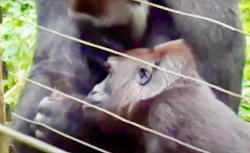 Le Grand Gorille Dominant Devient Le Meilleur Ami Du Bebe Galago