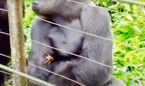 Le Grand Gorille Dominant Devient Le Meilleur Ami Du Bebe Galago