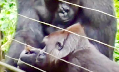 Le Grand Gorille Dominant Devient Le Meilleur Ami Du Bebe Galago